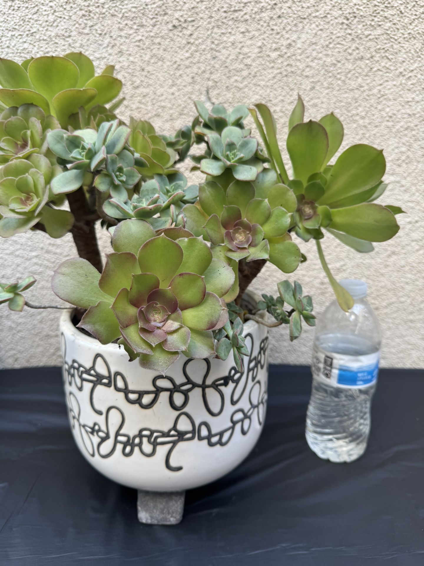 Mixed Succulent Plant