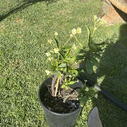 Corona de Cristo flor pequeñas