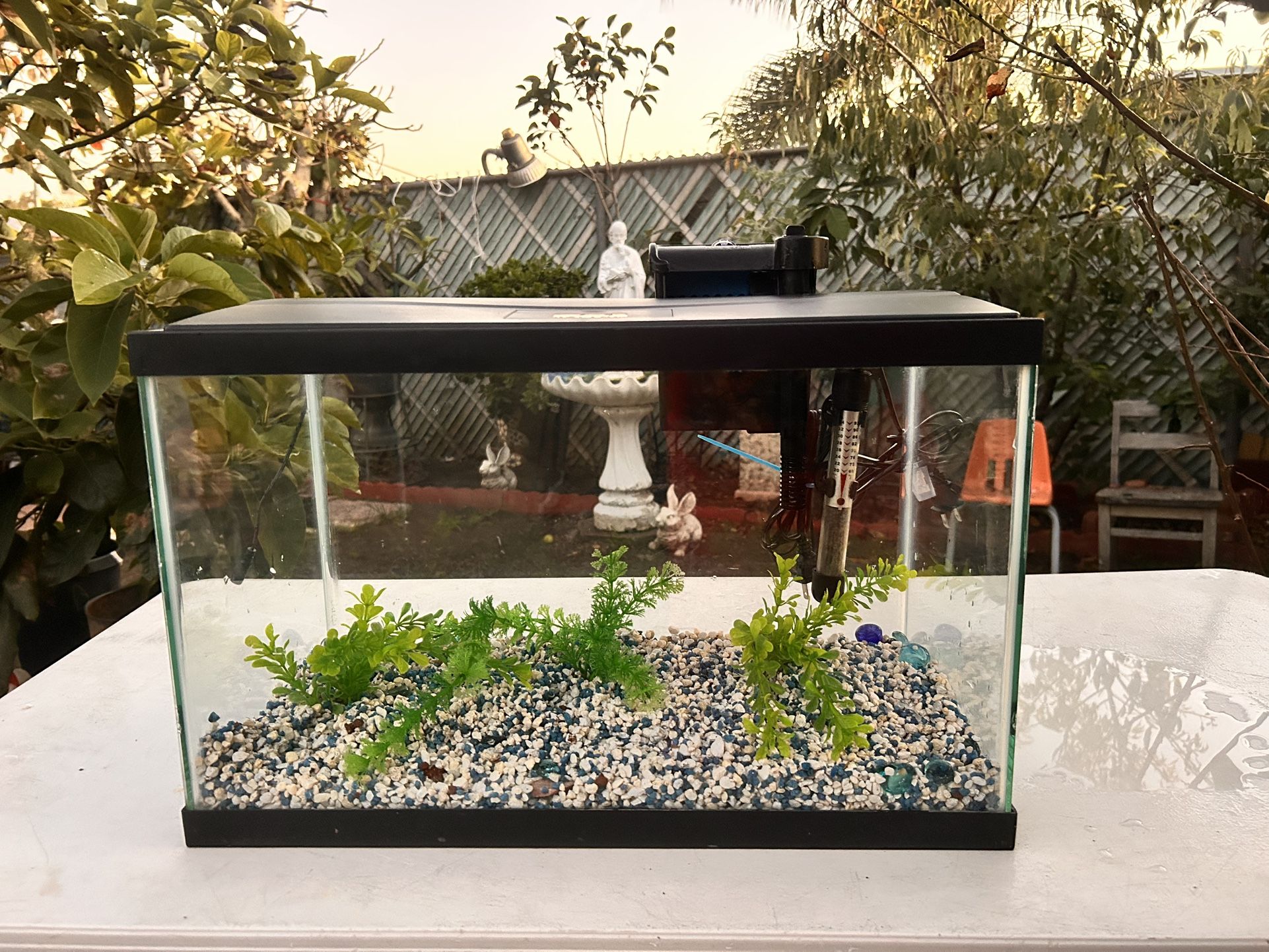 10 gallon fish tank/ 10 gallon fish tank setup