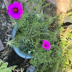 Rose Moss