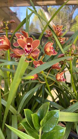 Orchid