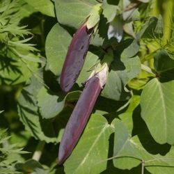 Sugar Snap Magnolia Bean Plant In 3 Inch peat Pot, Rare , Organically Grown