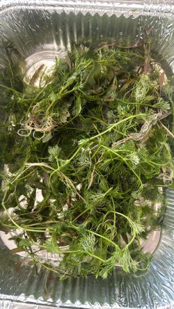 Aquatic plants