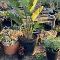 Giant Birds Of Paradise