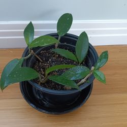 Hoya Splash