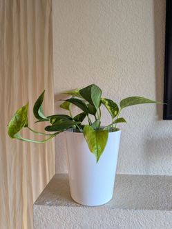 Healthy Beautiful Indoor Plant ( pothos)