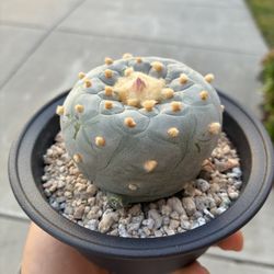 Fricci Supper White Original Seed Grown Rare Cactus Plant 