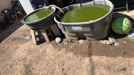 200 gallon pond set