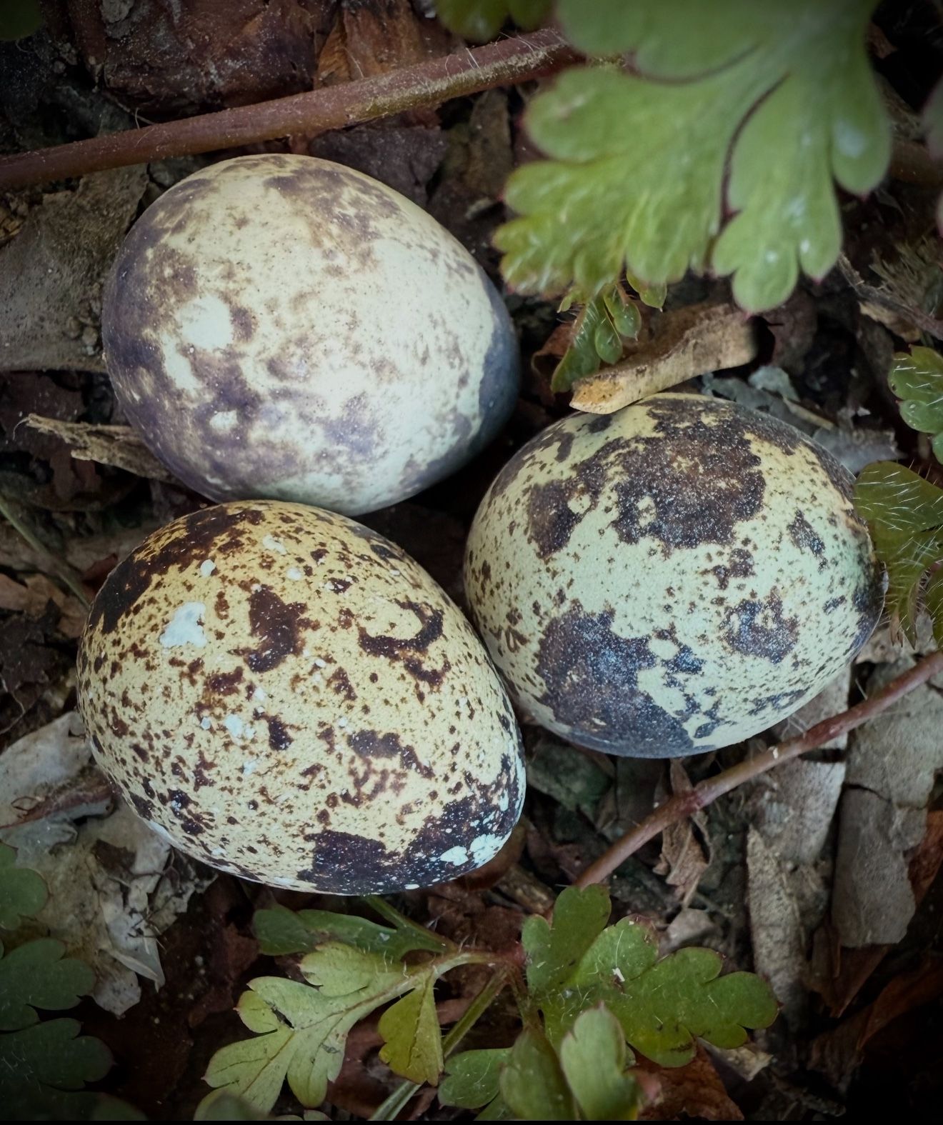 Quail Eggs