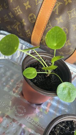 Money Tree Read Below