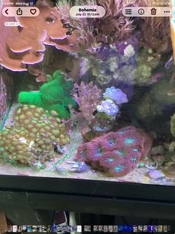 Fake green Zoanthid polyps