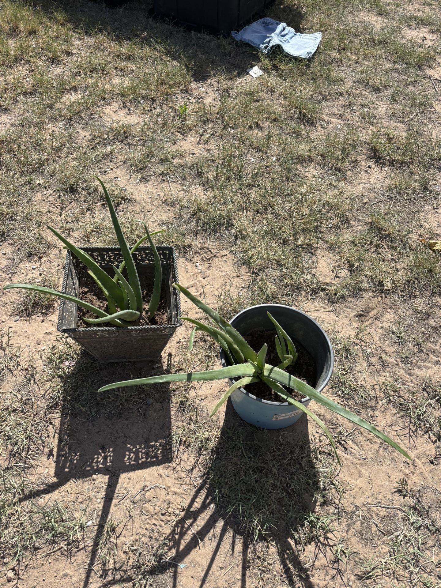 aloe vera’s