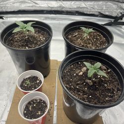 Seedlings