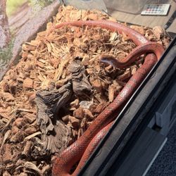 Corn Snake With 40gl Tank