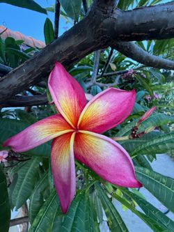 Plumeria Jennie Meragine