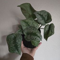 Live Plant w/pot, Scindapsus Satin Pothos 