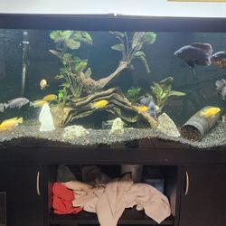 Aquarium Fish Tank 