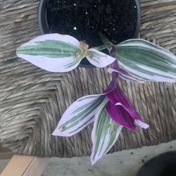 Bubblegum Plant!! $3!!