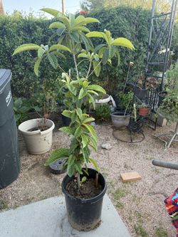 loquat Tree 