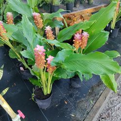 Exotic Plants Delivered