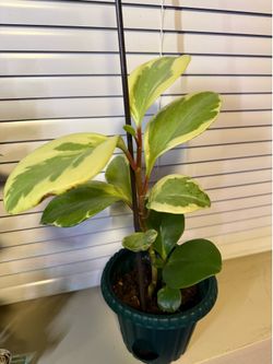 Small Plant