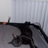 Caty