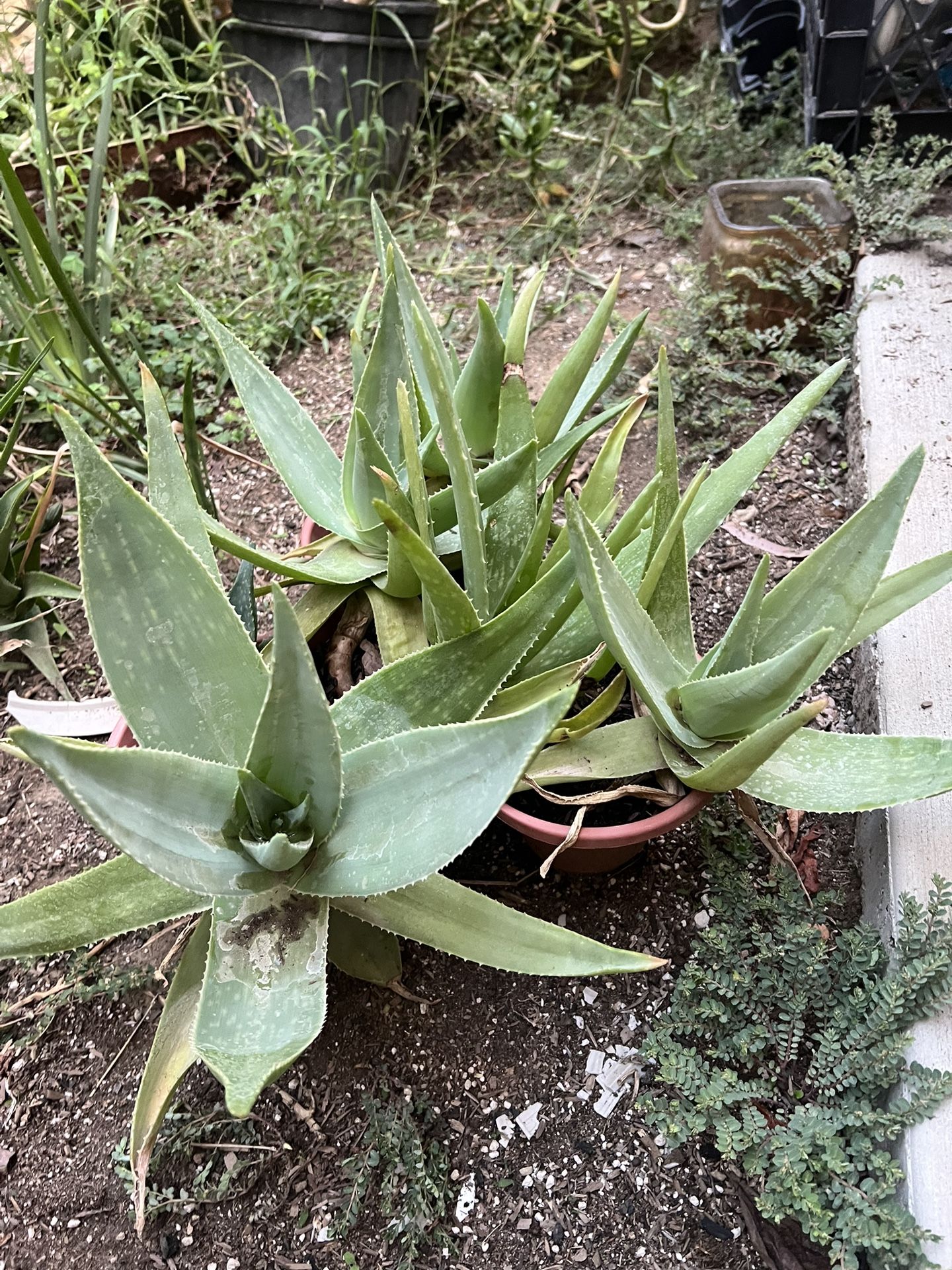 Many Aloe Vera