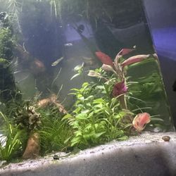 Floating Plants, Ramhorns, Fry