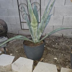 Agavey Plant 26 Inches Tall