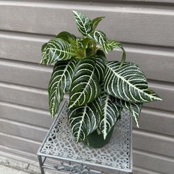 6” zebra plant