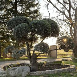 Olive Tree Fruitless