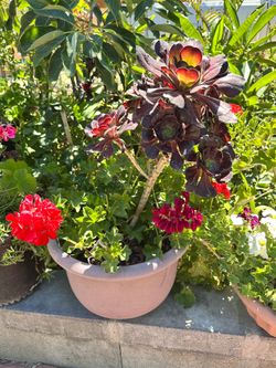 Succulent and red geranium