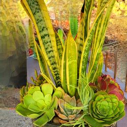 Succulents And Snake Plant Mix