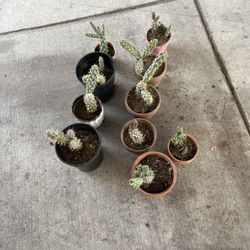 Cactus  Not In Bloom 