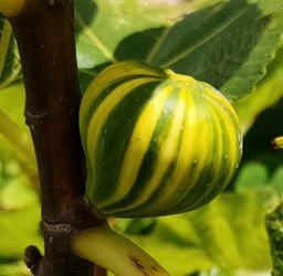 Tiger stripe fig