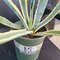 Agave Americana (Century Plant)