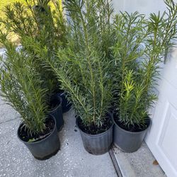 Podocarpus 