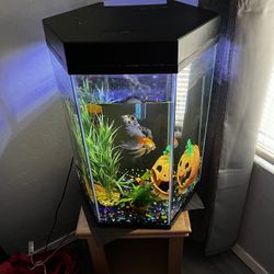 Aquarium For Sale With Bottom Stand 