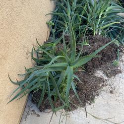 Aloe Vera  