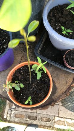 harbolito De Aguacate  Pick Up Only 