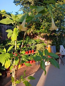 Florifundio amarillo