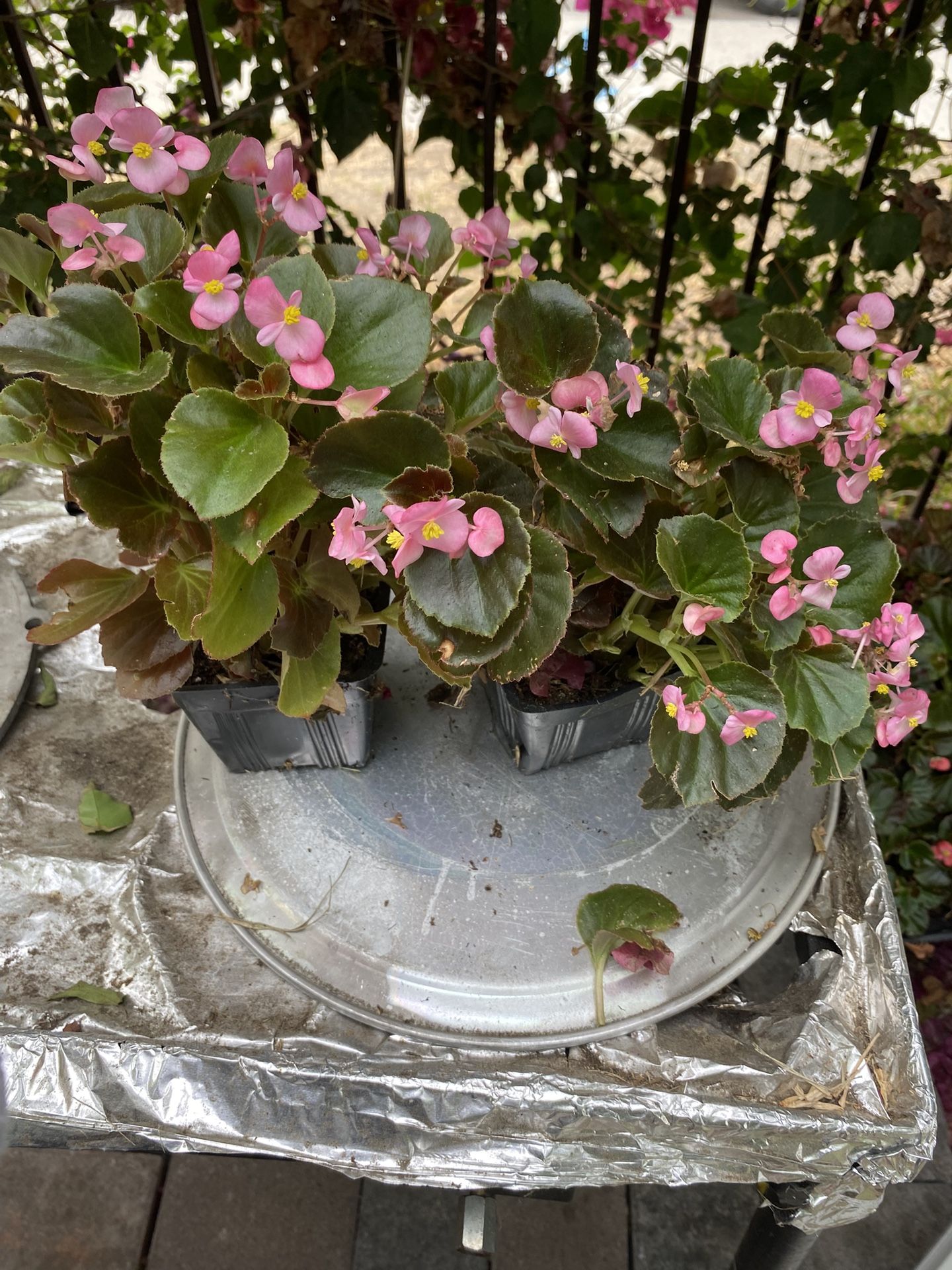 Planta Hermosa