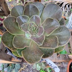 Succulentas 