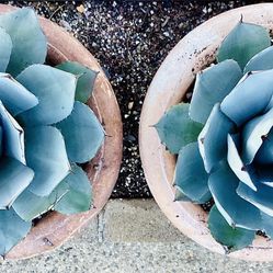 Two Healthy Artichoke Agave