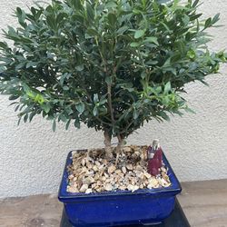Bonsai Plants For Sale $50 Each Many To Choose From