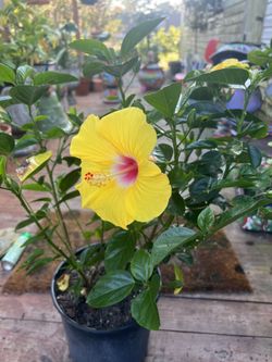 Yellow Hibiscus 3 Gallon 
