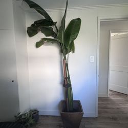Banana leaf Plant Approx 7 Feet Tall