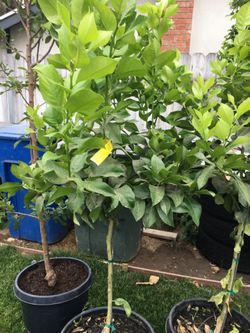 Eureka lemon