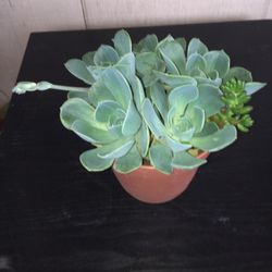 Beautiful Succulent Plants In A Pot