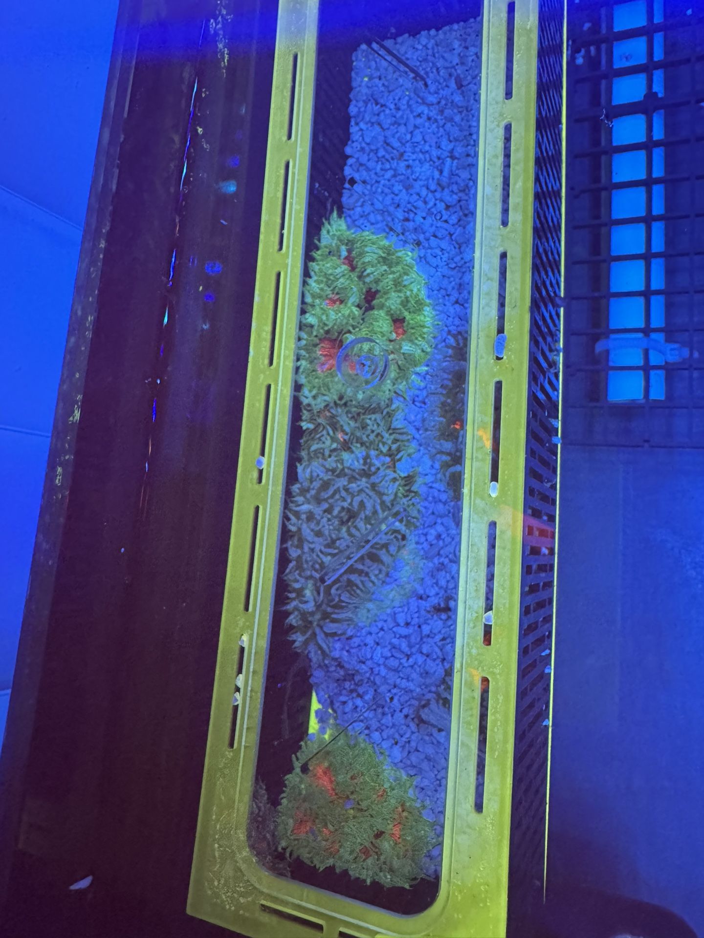 Fake Rock Flower Anemones Decoration